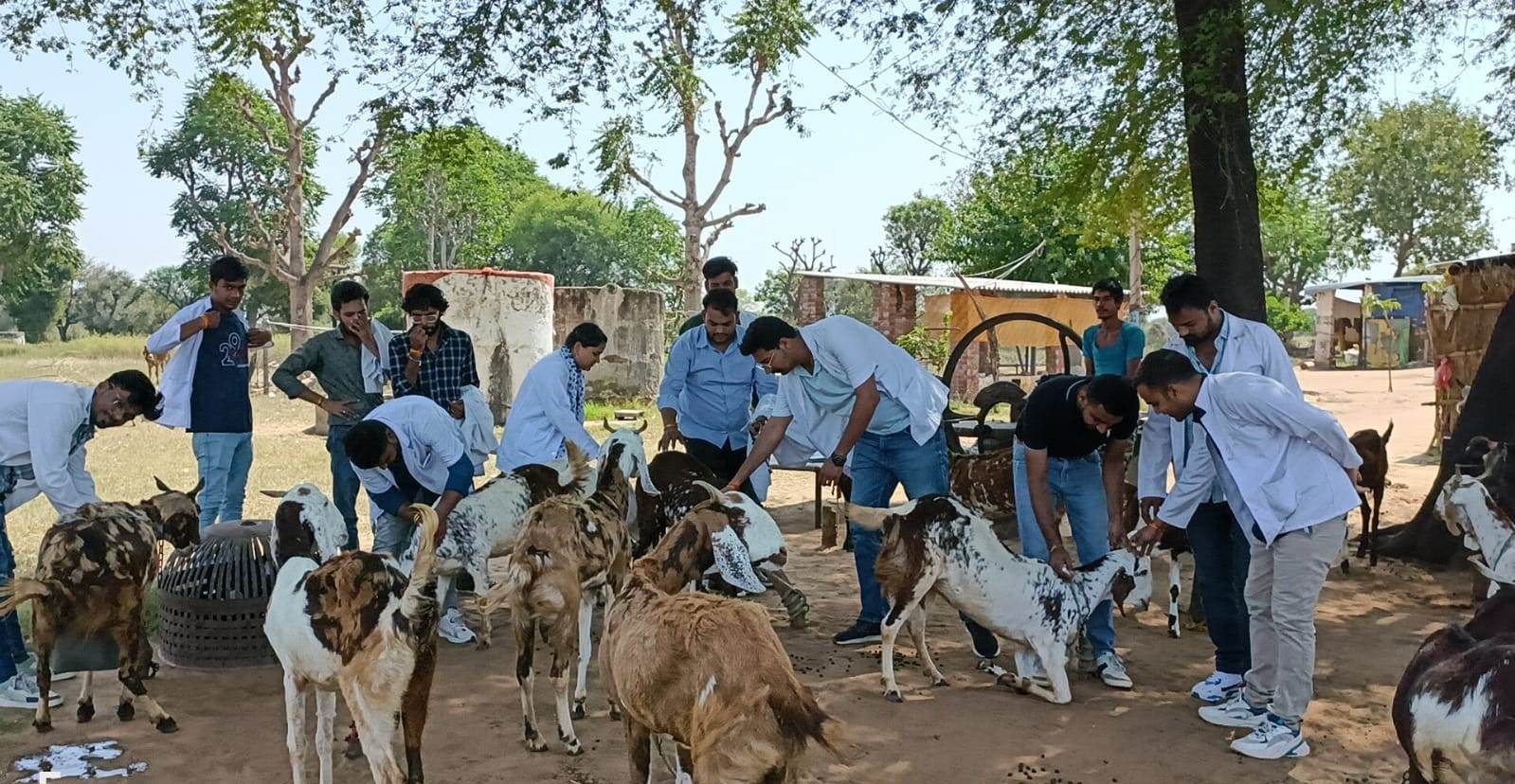 Glimpses  Veterinary Camp Organised at Village KISHANPURA 07-10-2023